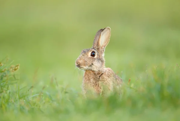 Закрыть Симпатичного Кролика Сидящего Зеленой Траве Великобритания — стоковое фото