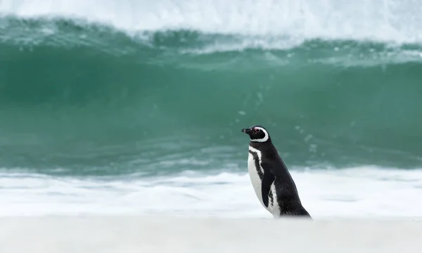 Магеллановий Пінгвін Стоїть Піщаному Березі Проти Великих Хвиль Фолклендських Островах — стокове фото