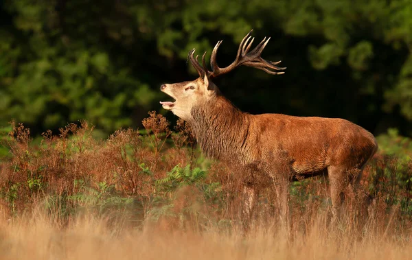 秋のルーティングシーズン中に呼び出される赤い鹿のスタッグの閉鎖 — ストック写真