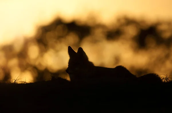 Close Red Fox Vulpes Vulpes Silhouette Sunset — Stock Photo, Image