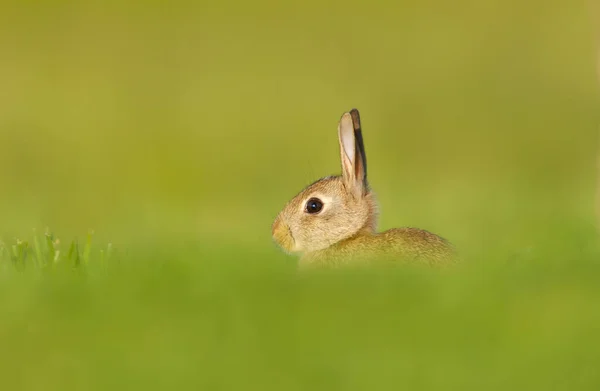 Close Van Een Schattig Konijntje Zittend Groen Gras — Stockfoto