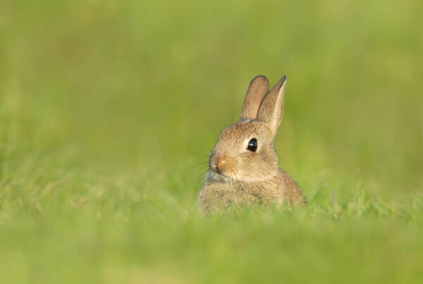 Close up of a cute little rabbit sitting in grass in spring, UK.