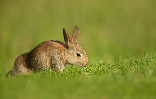 Närbild Söt Liten Kanin Grönt Gräs Storbritannien — Stockfoto