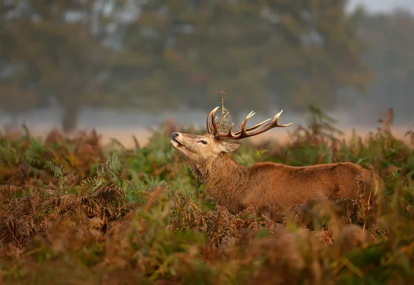 Close Van Een Hertenhert Staand Een Varenveld — Stockfoto