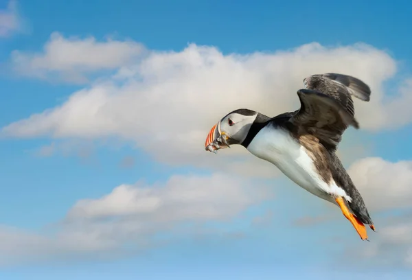 Közel Egy Atlanti Óceán Puffin Homoki Angolnák Egy Csőr Repülés — Stock Fotó