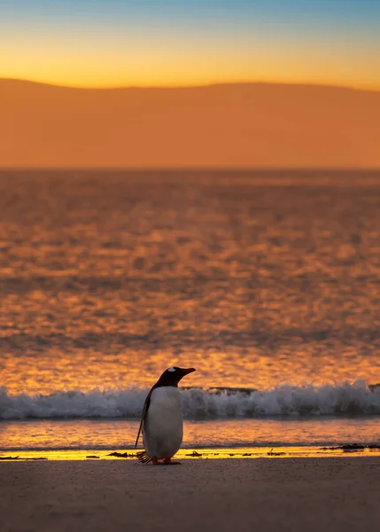 フォークランド諸島のサンダースの日没時のジェンツーペンギン — ストック写真