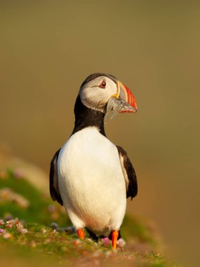 Atlantik martısını yazın kum yılanbalıklarıyla kapatın, İngiltere.