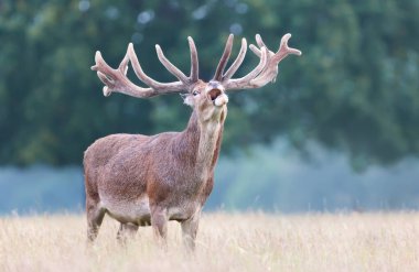 Yazın İngiltere 'de etkileyici kadife boynuzları olan kızıl geyik geyiğine yakın durun..