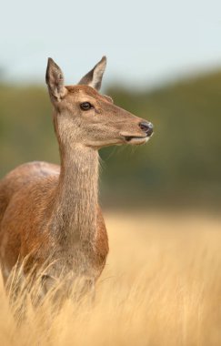 Yazın sonlarında, İngiltere 'de kahverengi çimlerde kızıl geyik portresi.