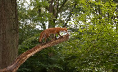 Kızıl Tilki (Vulpes vulpes) İngiltere 'de tahta bir dala tırmanıyor..