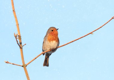 Birleşik Krallık 'ta kışın tünemiş bir Avrupalı Robin' in (Erithacus rubecula) kapanışı.