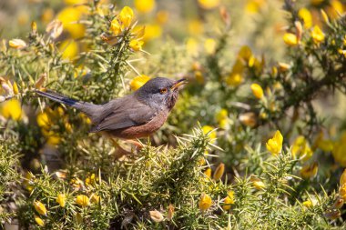 İngiltere 'de bir boğaza tünemiş bir Dartford bülbülü..