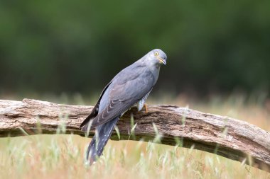 Birleşik Krallık 'ta bir ağaca tünemiş bir Cuckoo' ya yaklaş..