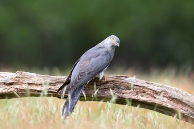 Close up of a Common Cuckoo perched on a tree, UK. clipart