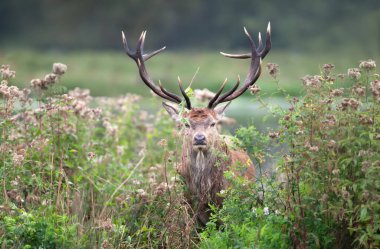 Close up of a red deer stag in flowers, UK. clipart