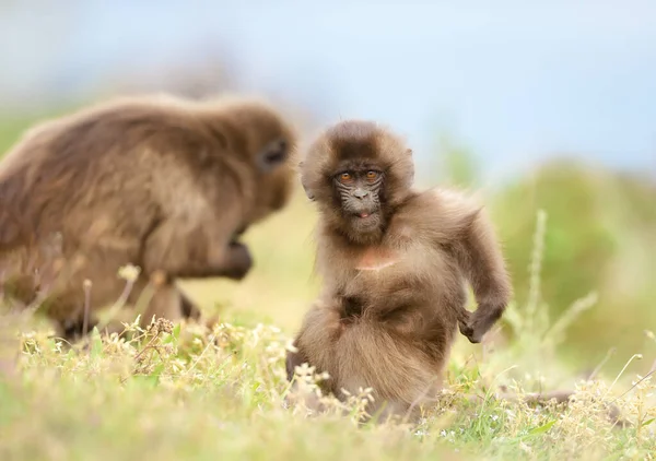 Close Bebê Bonito Gelada Macaco Coçar Volta Enquanto Sentado Grama — Fotografia de Stock