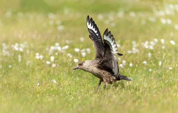 Крупный План Большой Сква Stercorarius Skua Бонкси Посадки Луг Noss — стоковое фото