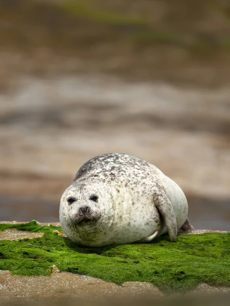 Close Common Seal Phoca Vitulina Lying Rocky Coast Noss Island — Stock Photo, Image