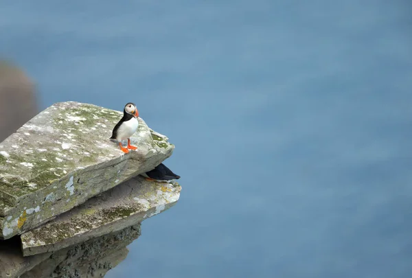 Puffin Atlântico Sobre Uma Rocha Costa Ilha Noss Shetland Reino — Fotografia de Stock