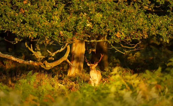 Восени Великобританії Під Деревом Оленів Дама Стоять Зблизька — стокове фото