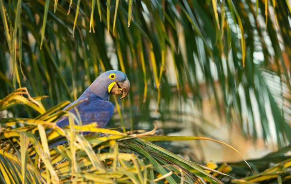 Close Hyacinth Macaw Perched Palm Tree South Pantanal Brazil — Stock Photo, Image