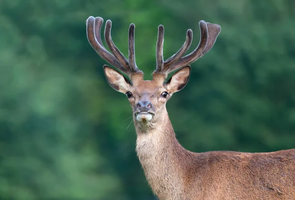 夏にベルベットの角を持つ赤い鹿のタグの肖像画 — ストック写真
