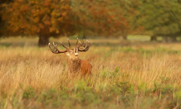 Close Red Deer Stag Roaring Rutting Season Autumn — Stock Photo, Image