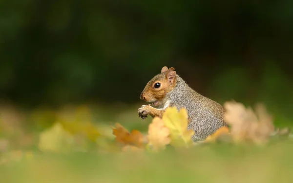 Detailní Záběr Roztomilé Šedé Veverky Sedí Trávě Podzim Velká Británie — Stock fotografie