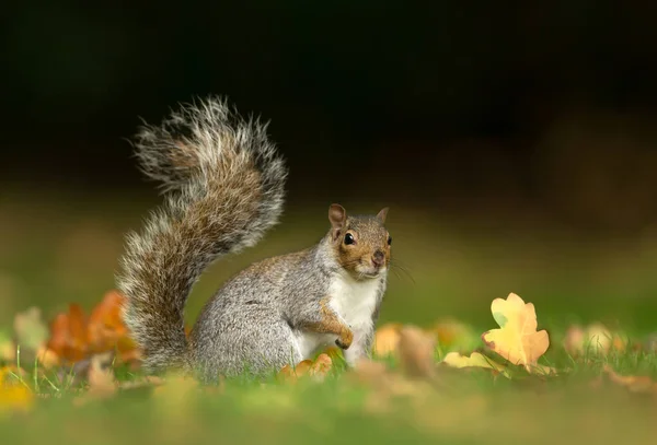 Zbliżenie Słodkie Szary Wiewiórka Siedzi Trawie Jesienią — Zdjęcie stockowe