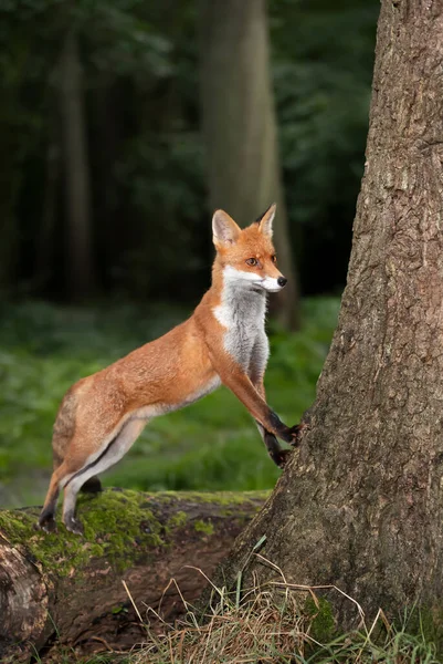 Zbliżenie Lisa Czerwonego Vulpes Vulpes Wyglądającego Drzewem Lesie Wielka Brytania — Zdjęcie stockowe