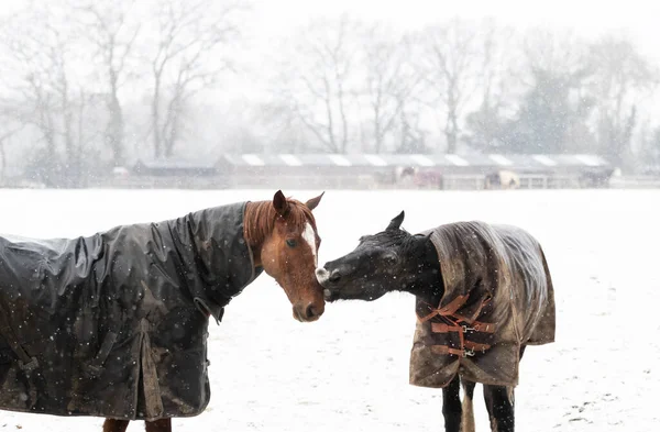 Twee Paarden Spelen Vechten Vallende Sneeuw Winter — Stockfoto