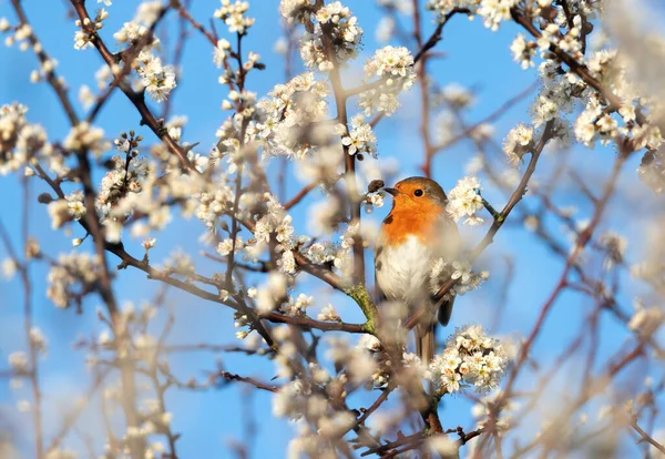 Rudzik Europejski Drzewie Kwitnącymi Kwiatami Wiosną Wielka Brytania — Zdjęcie stockowe