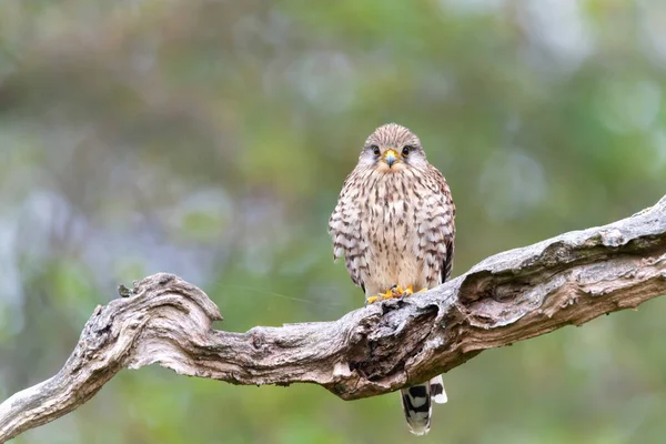 Κοντινό Πλάνο Ενός Κοινού Kestrel Σκαρφαλωμένου Δέντρο Ηνωμένο Βασίλειο — Φωτογραφία Αρχείου