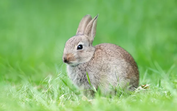 Закрытие Кролика Сидящего Зеленой Траве Великобритания — стоковое фото