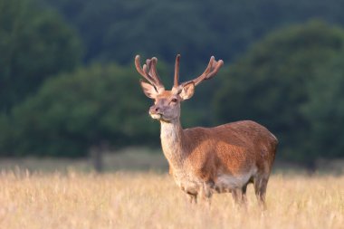 Yazın kadife boynuzlu kızıl geyik geyiği, Birleşik Krallık.
