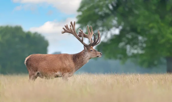 英国夏季 一只长着鹿角的红鹿的近身特写 — 图库照片