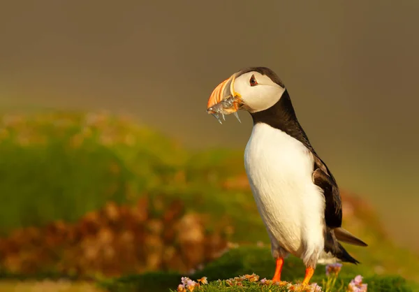 Nahaufnahme Von Atlantischem Papageitaucher Mit Sandaalen Die Sommer Auf Gras — Stockfoto