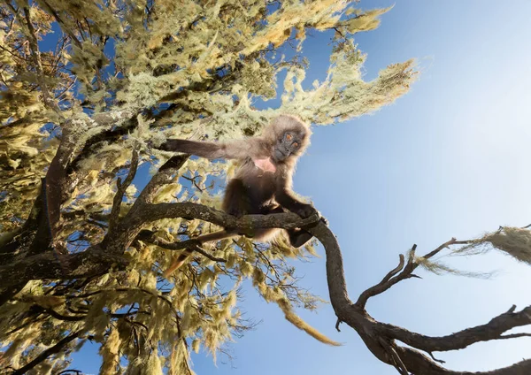 Close Bebê Macaco Gelada Sentado Uma Árvore Montanhas Simien Etiópia — Fotografia de Stock