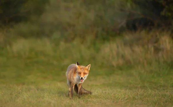 Κόκκινη Αλεπού Vulpes Vulpes Στο Πράσινο Γρασίδι Καλοκαίρι — Φωτογραφία Αρχείου
