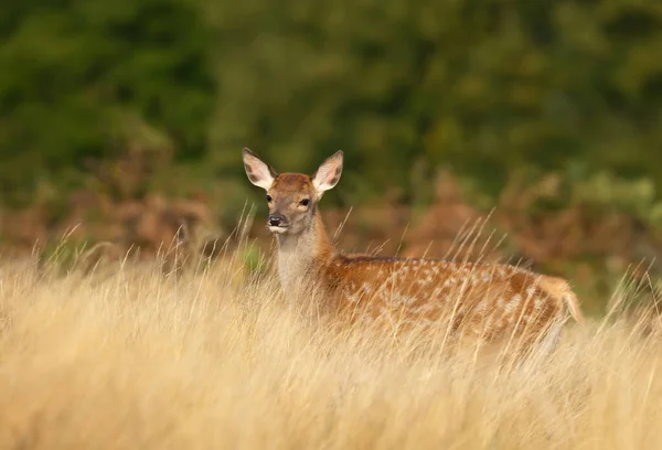 Red Deer Borjú Álló Réten Nyáron Egyesült Királyság — Stock Fotó