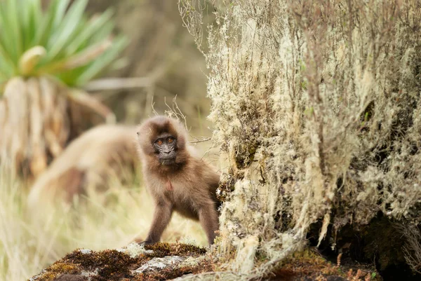 Close Bebê Macaco Gelada Theropithecus Gelada Pastando Nas Montanhas Simien — Fotografia de Stock