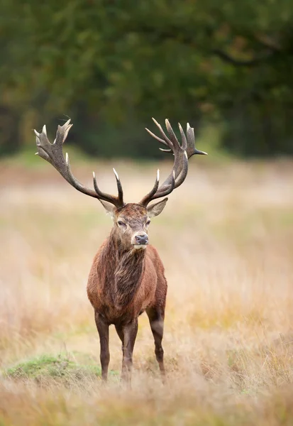 Close Red Deer Jelg Standing Field Grass — Stock fotografie