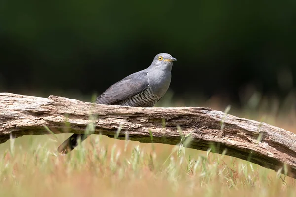 Birleşik Krallık Bir Ağaca Tünemiş Bir Cuckoo Yaklaş — Stok fotoğraf