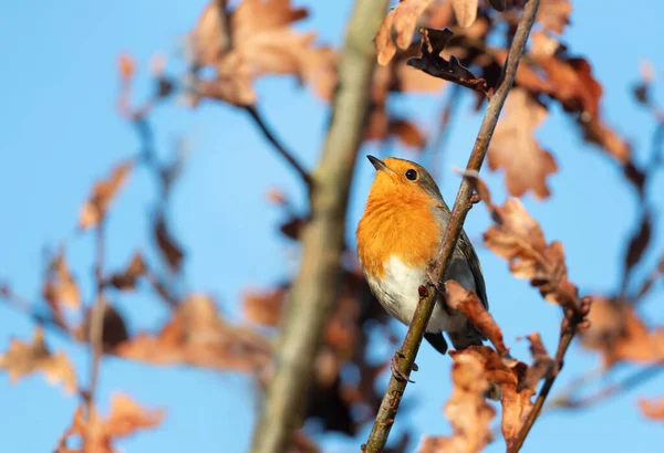 Zbliżenie Siedzącego Europejskiego Robin Erithacus Rubecula Jesienią Zjednoczone Królestwo — Zdjęcie stockowe