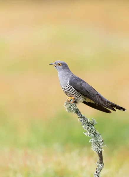 Close Common Cuckoo Posazený Větvi Stromu Velká Británie — Stock fotografie