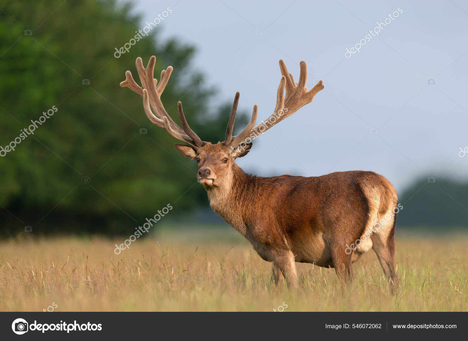 Fotomural Venado ciervo rojo con cuernos impresionantes