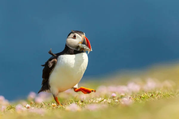 Close Puffin Atlântico Com Enguias Areia Andando Prado Verão Reino — Fotografia de Stock