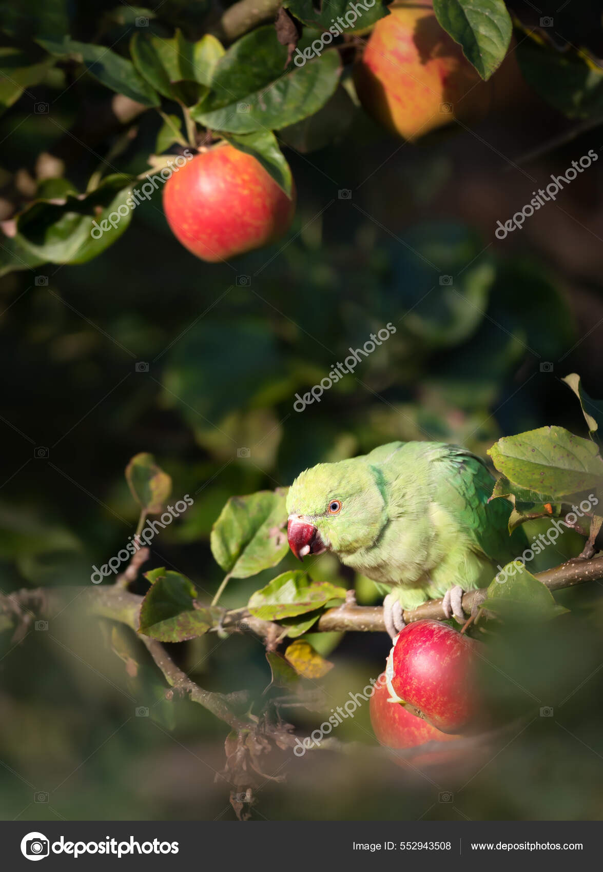 Close Ring Necked Parakeet Eating Apples Apple Tree Stock Photo by