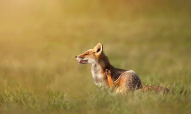 Bir kızıl tilkinin (vulpes vulpes) yakın çekim sabah ışığında bir çizik var.