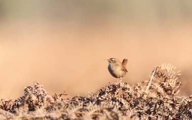İngiltere 'de sonbaharda eğreltiotu dalına tünemiş bir kırlangıç kuşunun yakınına..